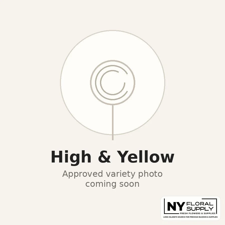 high-and-yellow.jpg