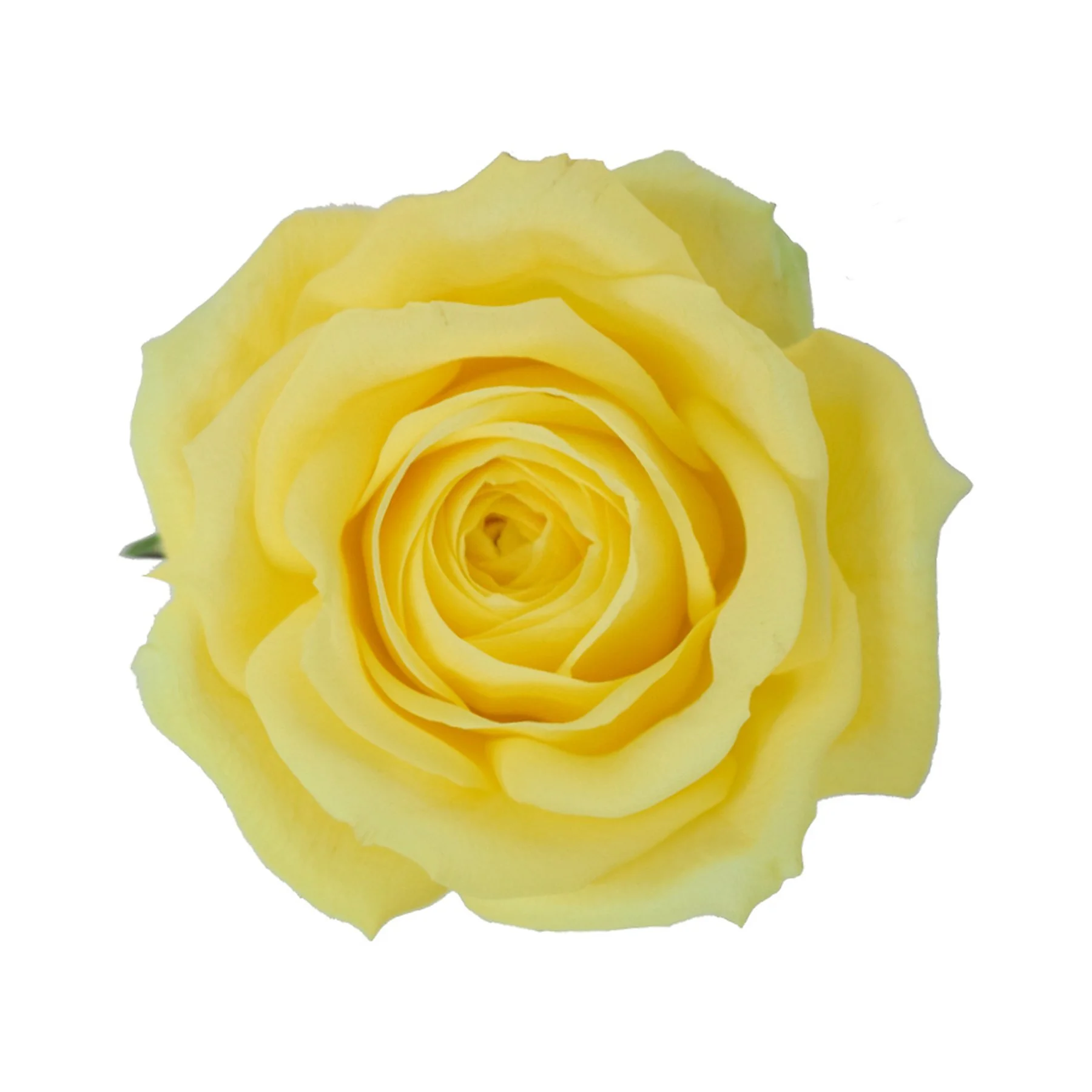 Close-up of a yellow rose in full bloom.