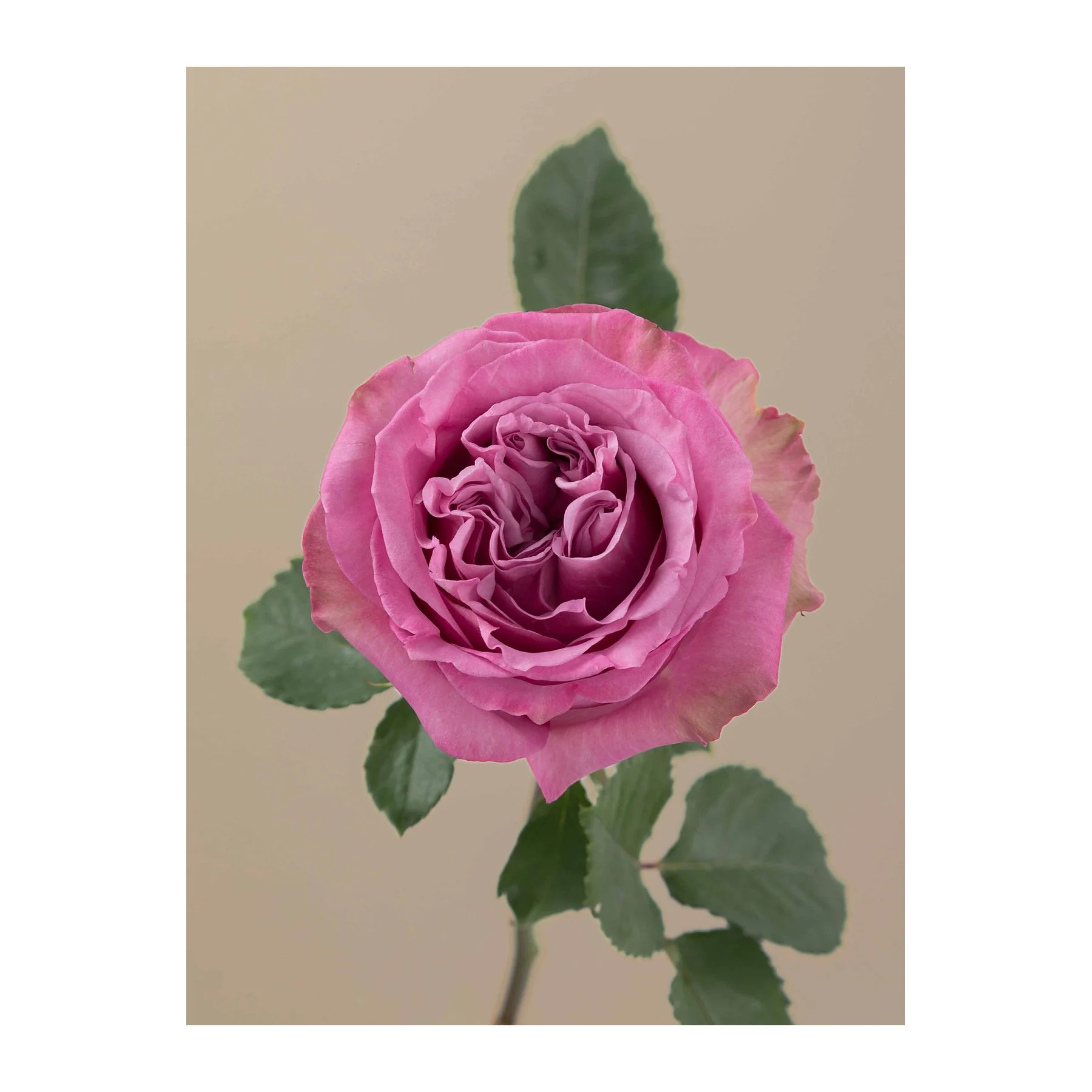 Close-up of a pink rose flower with green leaves against a beige background.