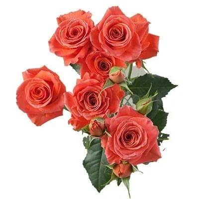 Cluster of pink roses with green leaves.