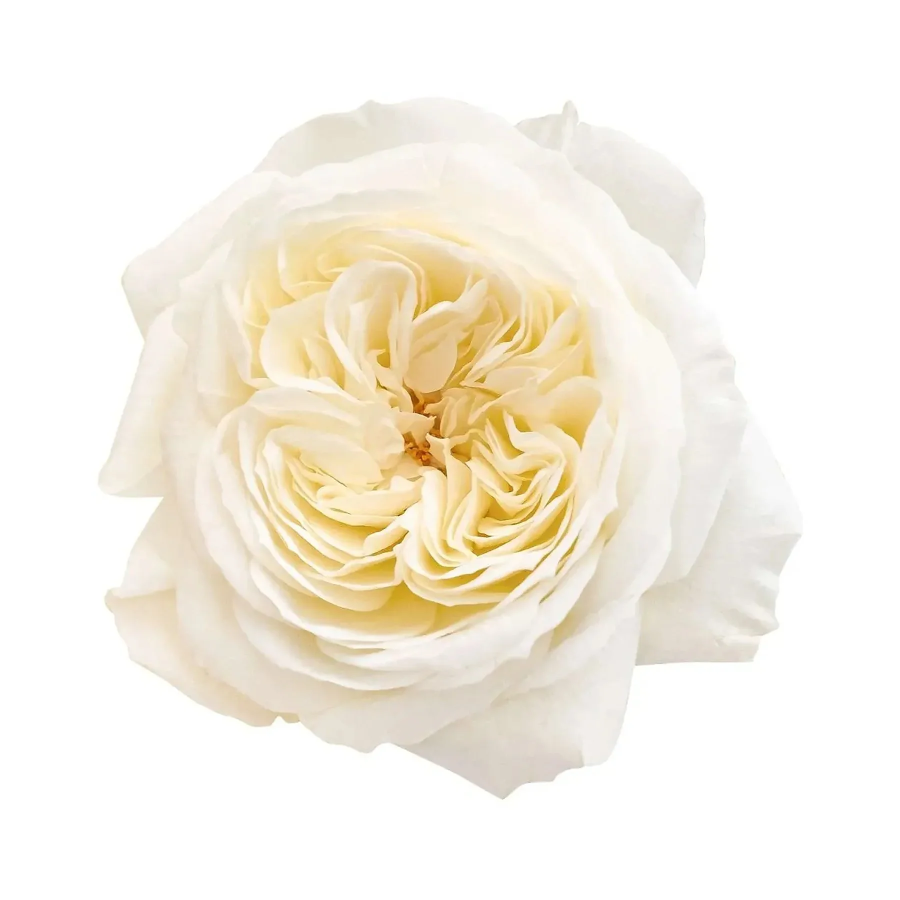 Close-up of a white rose flower on white background