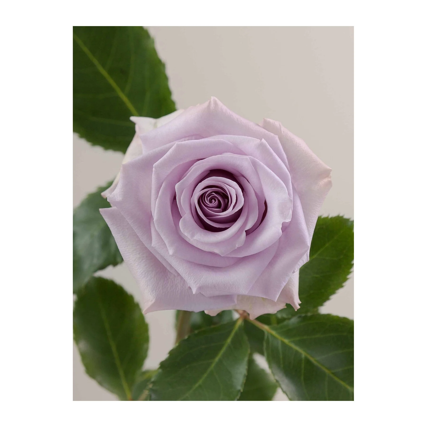 Close-up of a light purple rose with green leaves against a plain background.