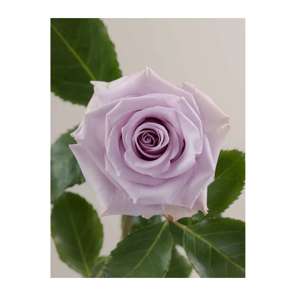 Ocean Song rose