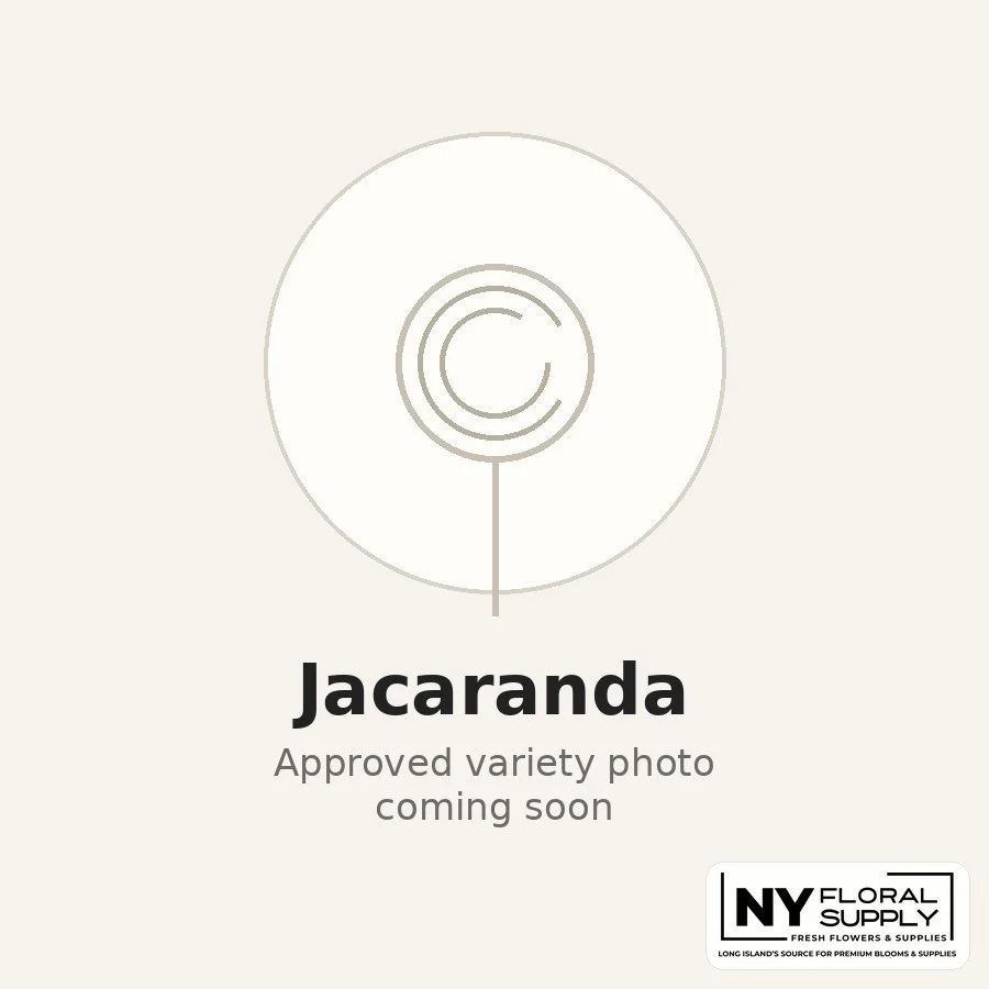 jacaranda.jpg