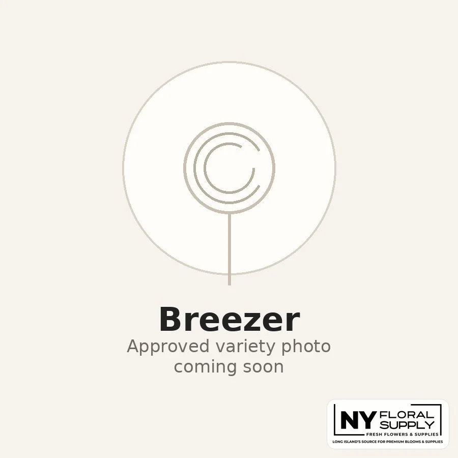 breezer.jpg