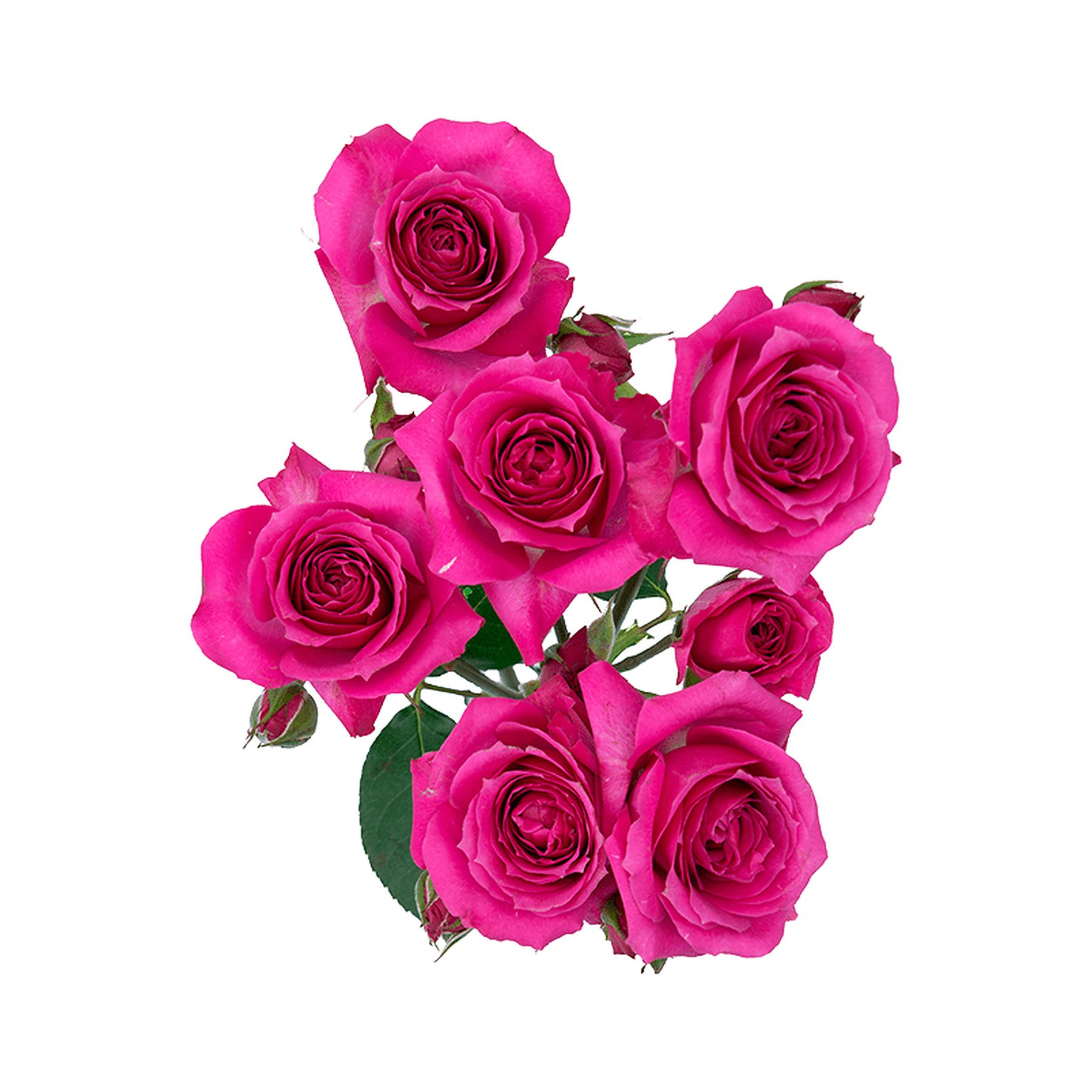 A bouquet of pink roses with green leaves on a white background.