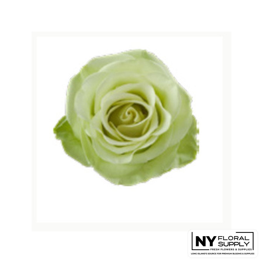 Green Romance rose