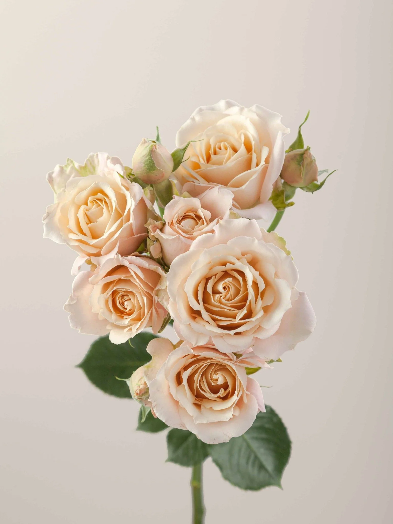 A pale peach-colored rose with multiple blossoms and buds on a single stem, against a plain white background.