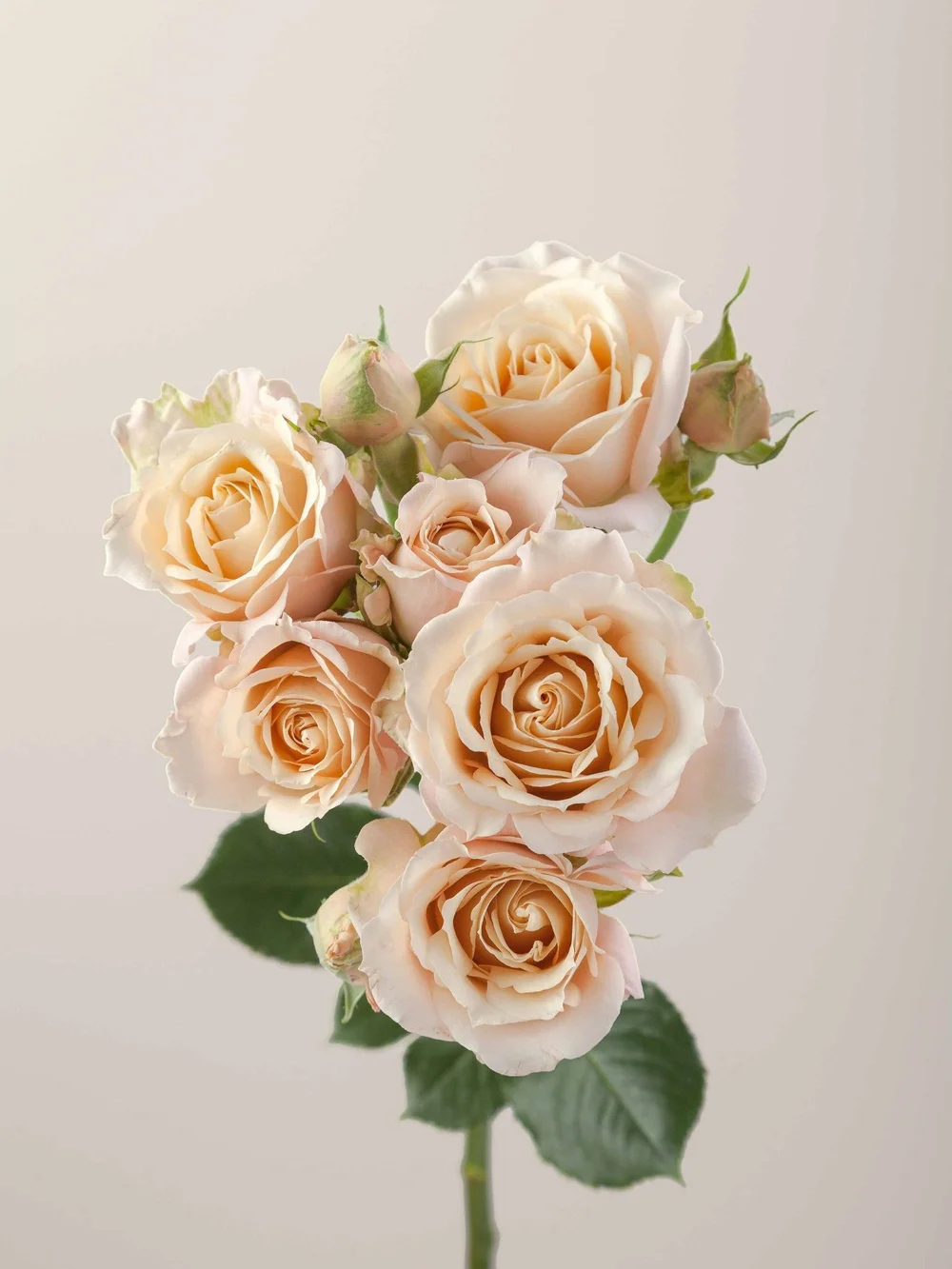 Sahara Sensation rose