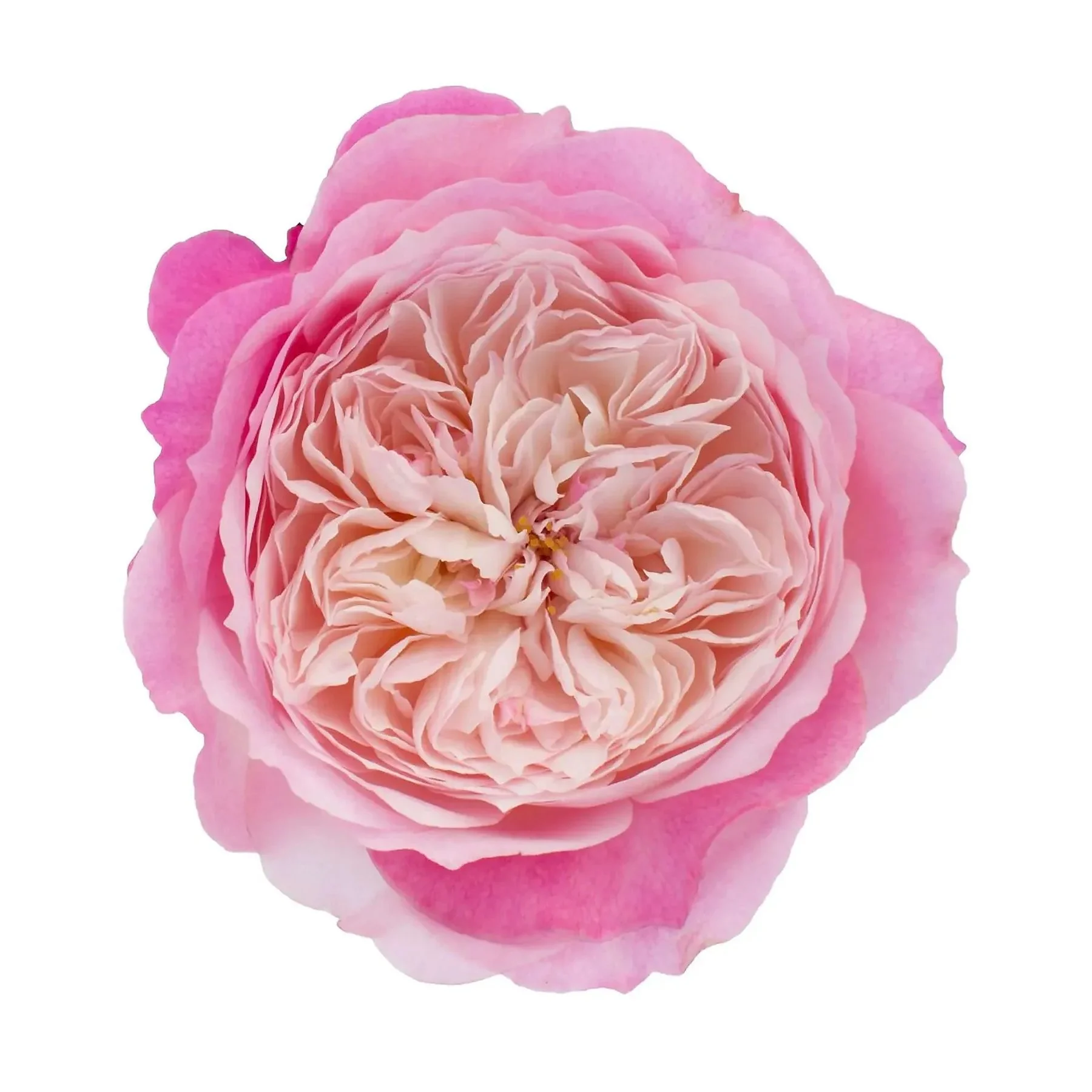 Close-up of a fully bloomed pink peony flower isolated on a white background.