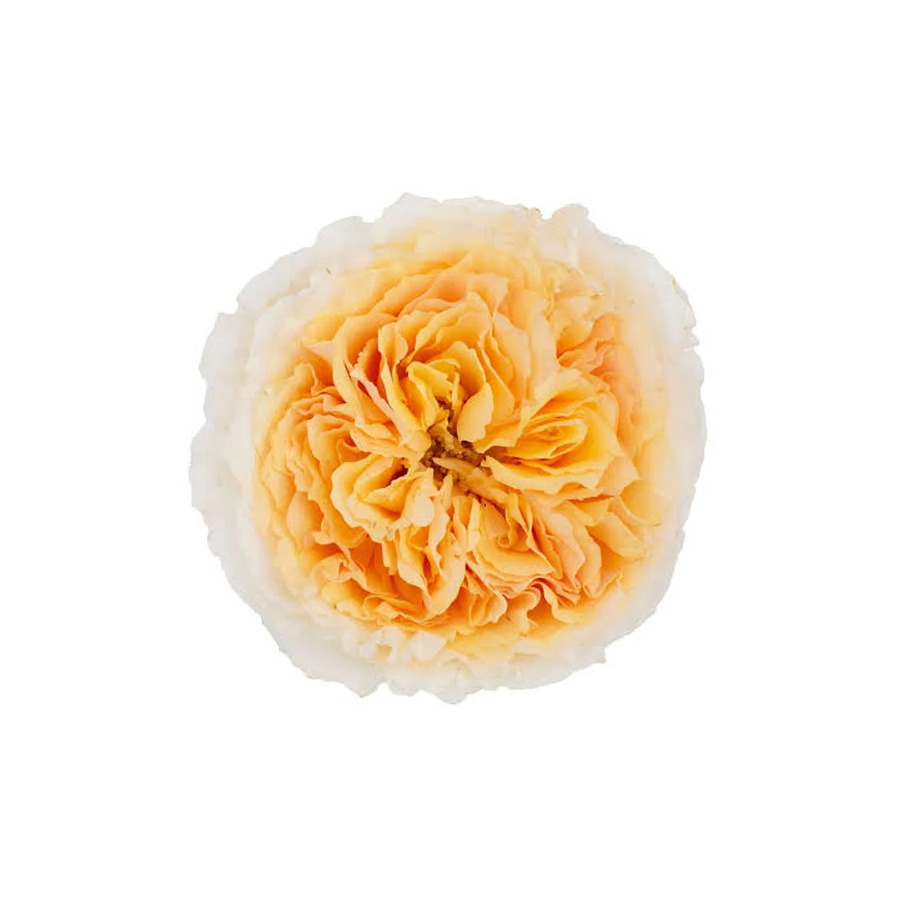 Close-up of a round ball of cream cheese topped with shredded cheddar cheese.