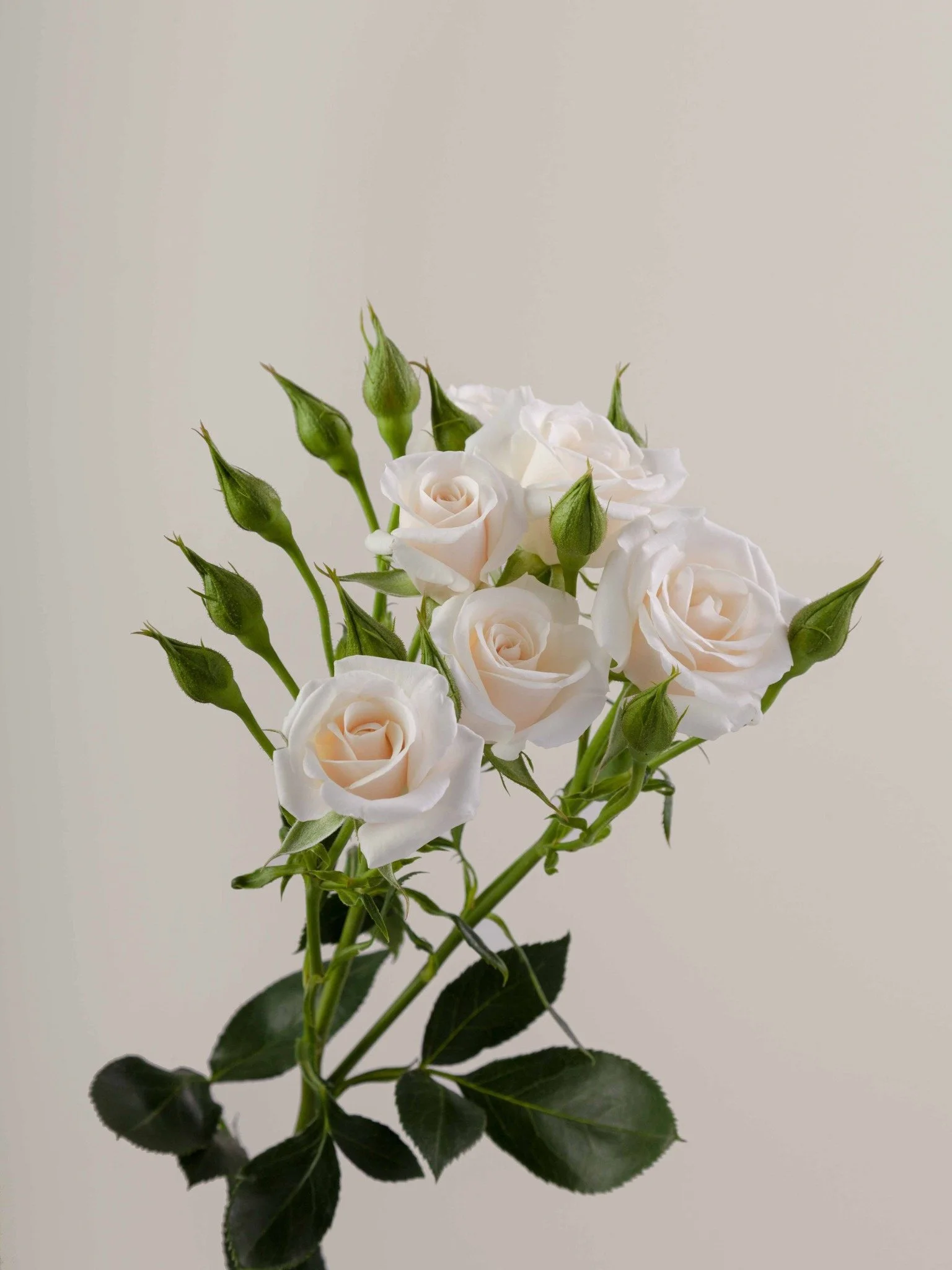 A bouquet of white roses with green buds and leaves against a neutral background.