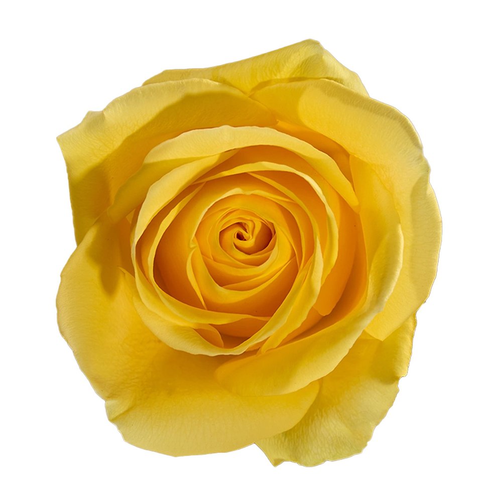 Goldfinch rose