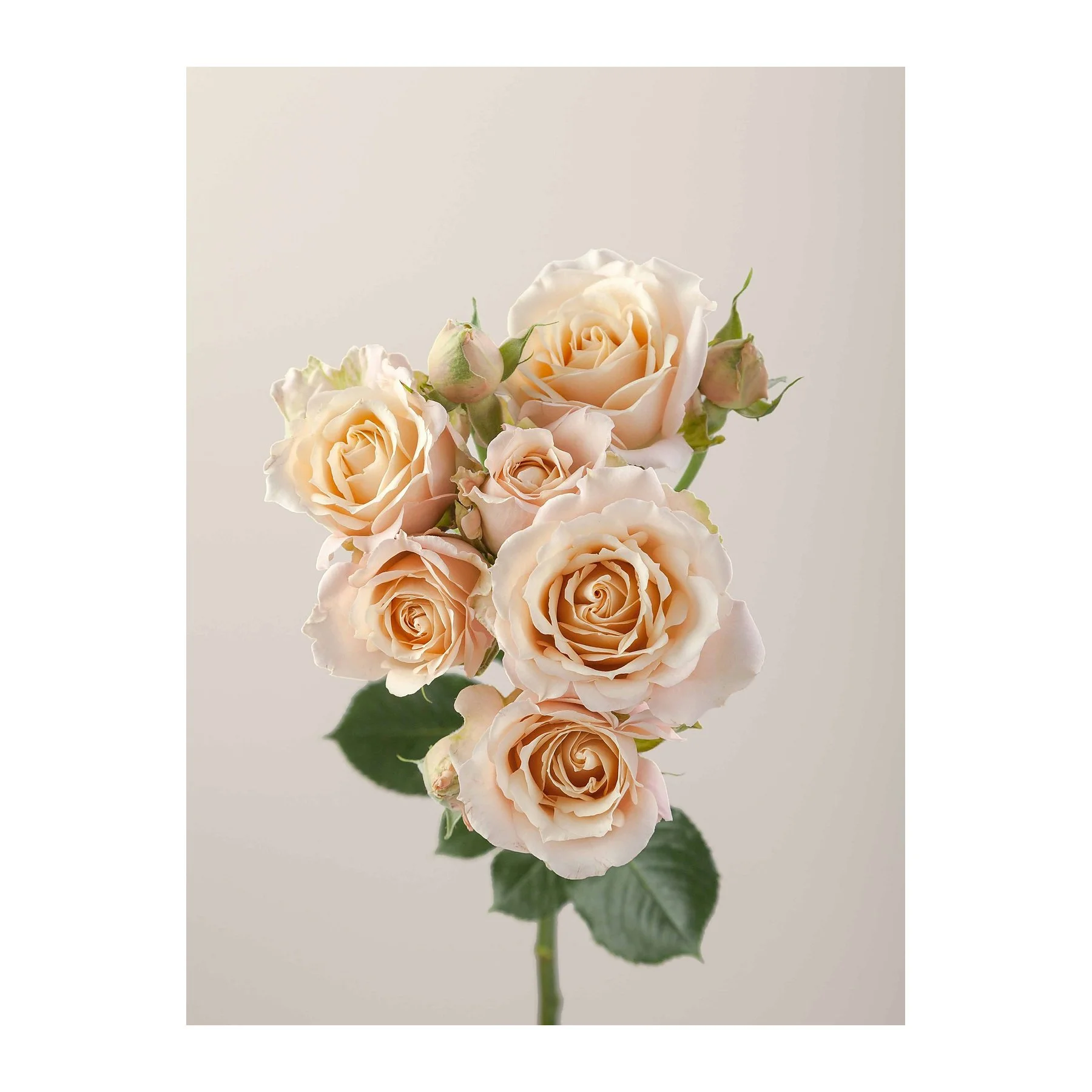 A bouquet of cream-colored roses with green leaves against a plain light background.
