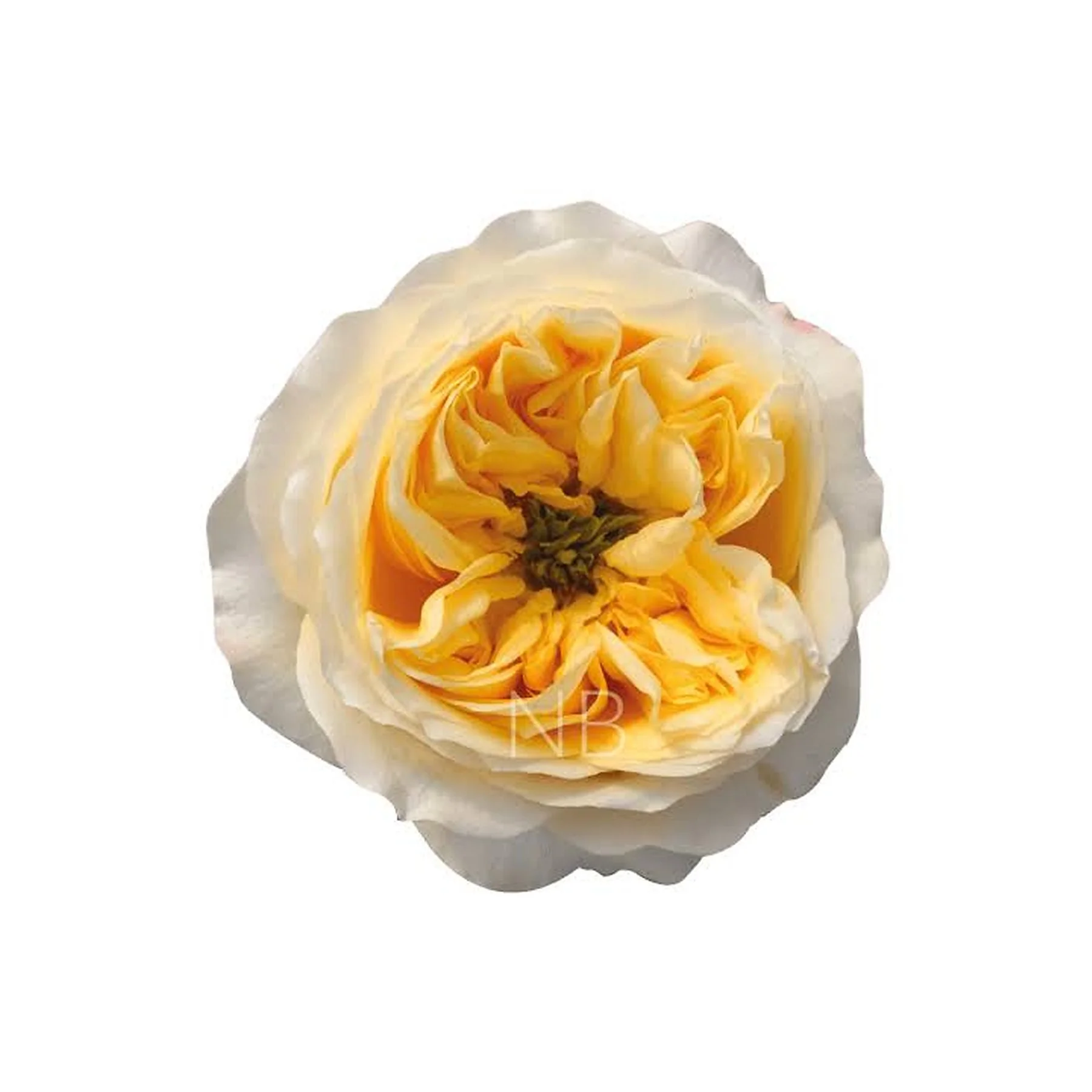 Close-up of a yellow and cream flower, possibly a rose, in a white wrapping paper against a white background.