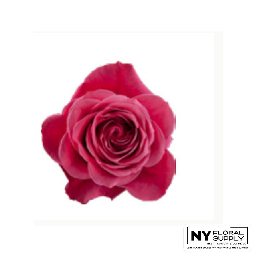 Cherry O rose
