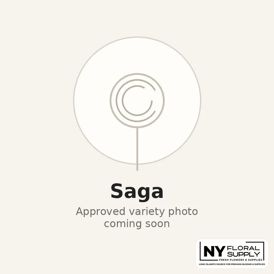 saga.jpg