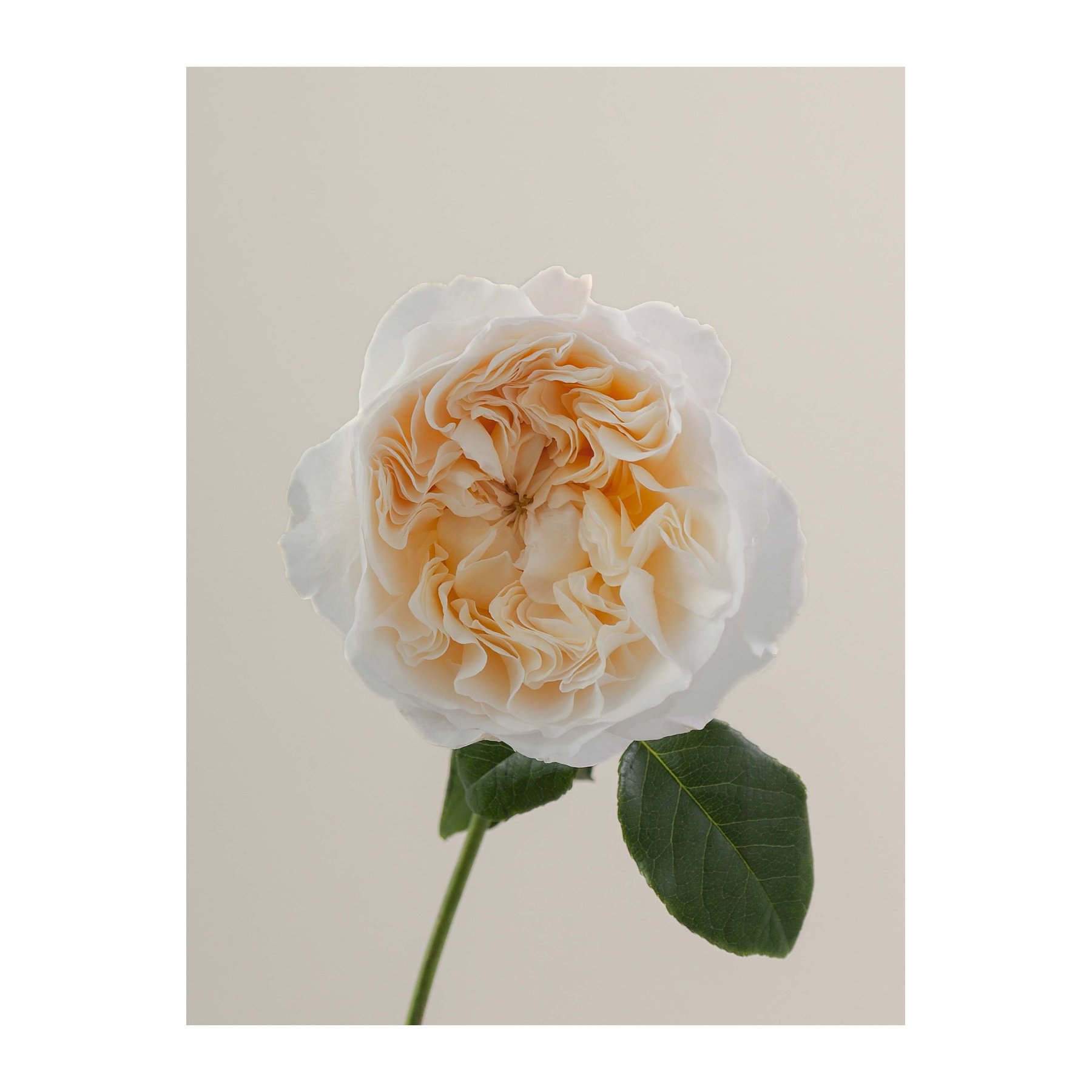 A single peach-colored rose with ruffled petals on a green stem and leaves, against a plain light-colored background.