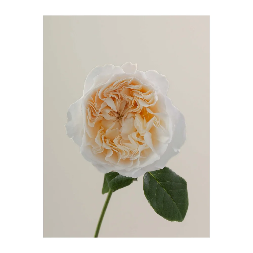 Eugenie rose