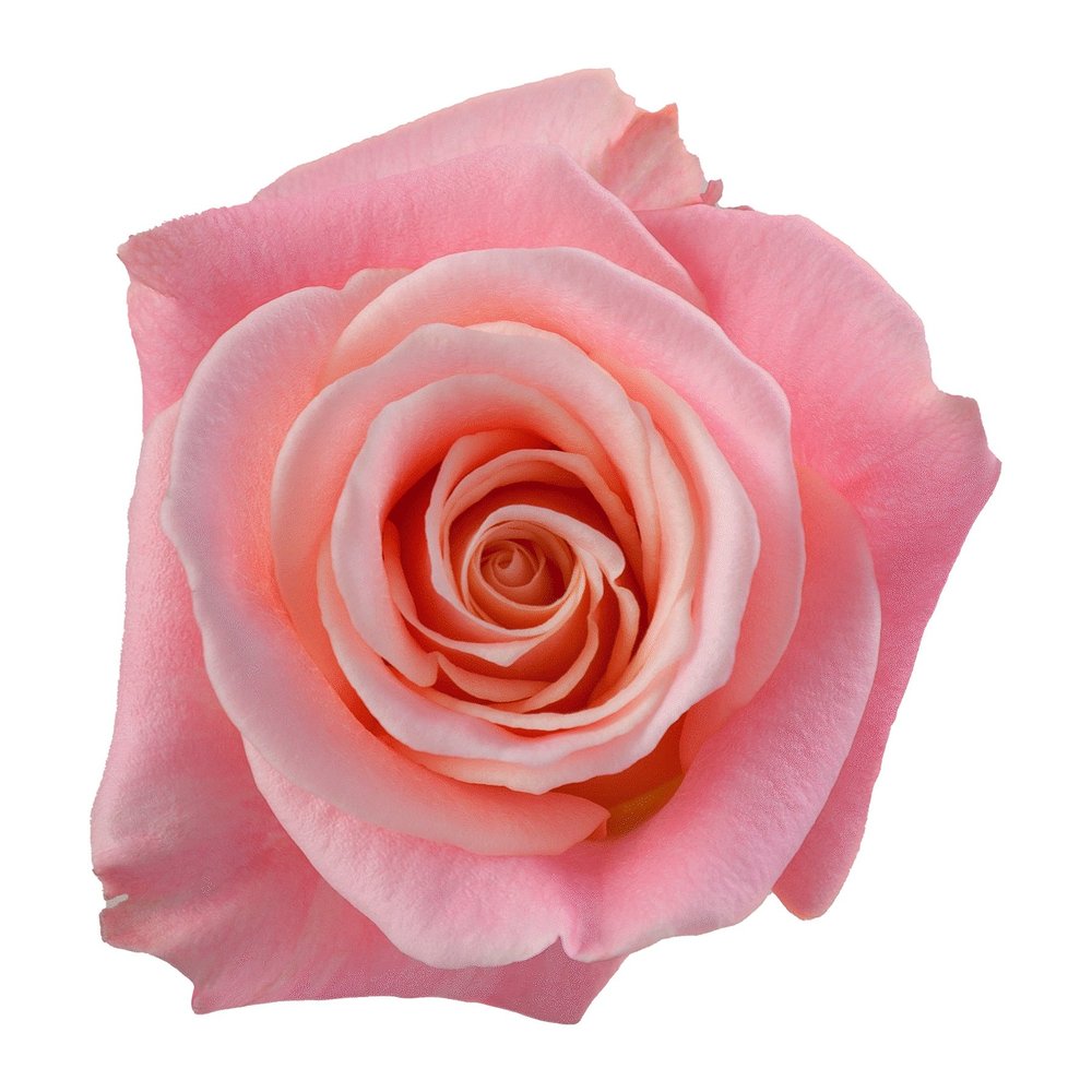 Miss Piggy rose
