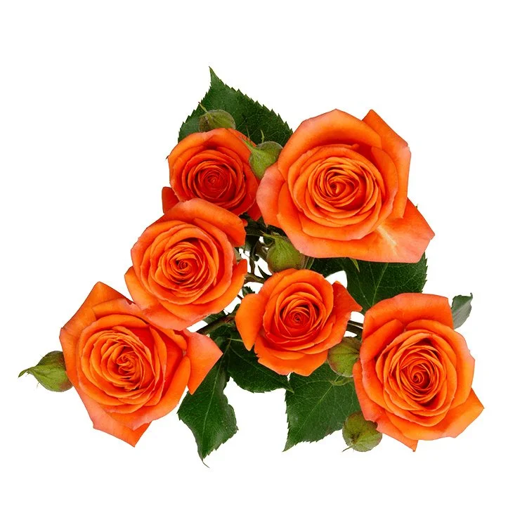 Six orange roses with green leaves against a white background.