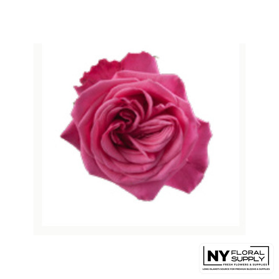 Hot Party rose