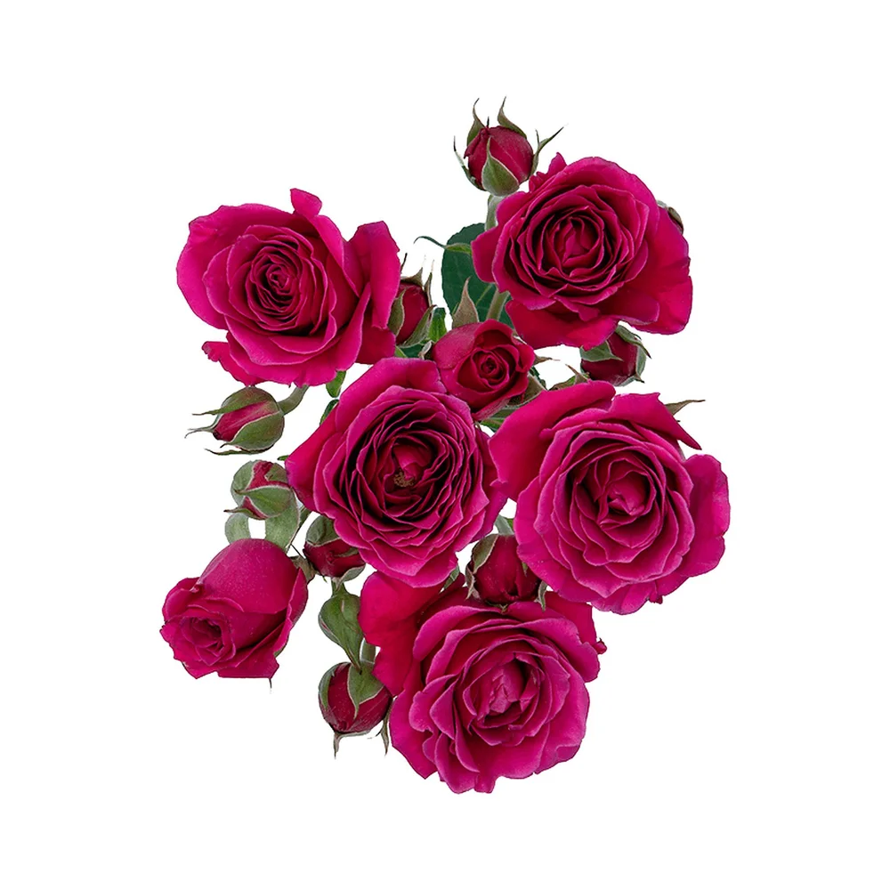 Hot Majolika rose