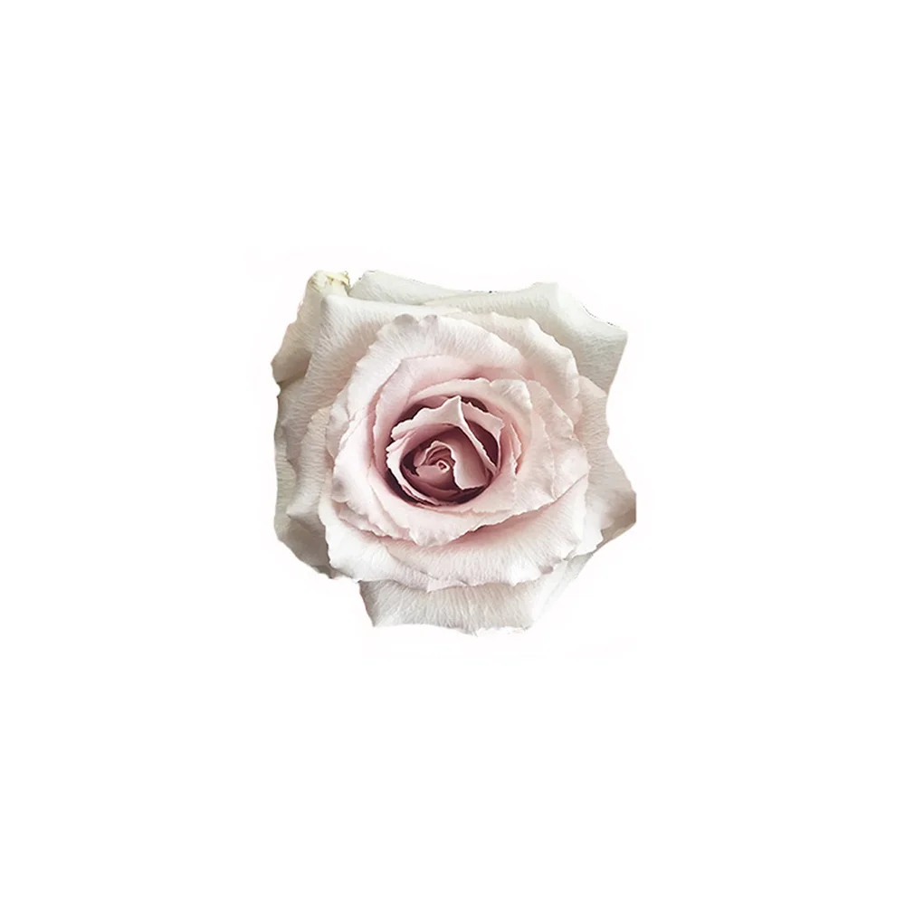 Bridesmaid rose