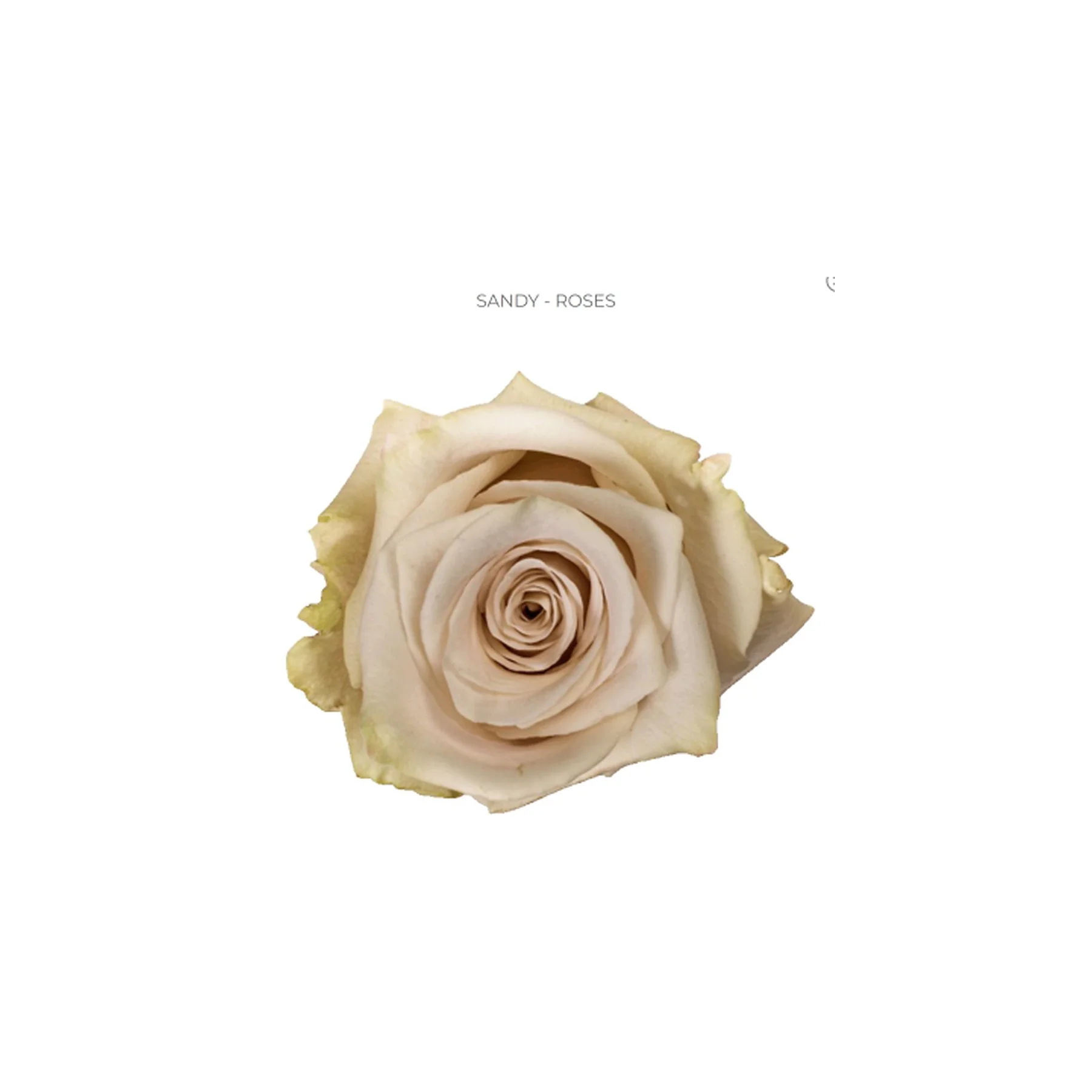 Cream-colored rose with soft petals isolated on a white background.