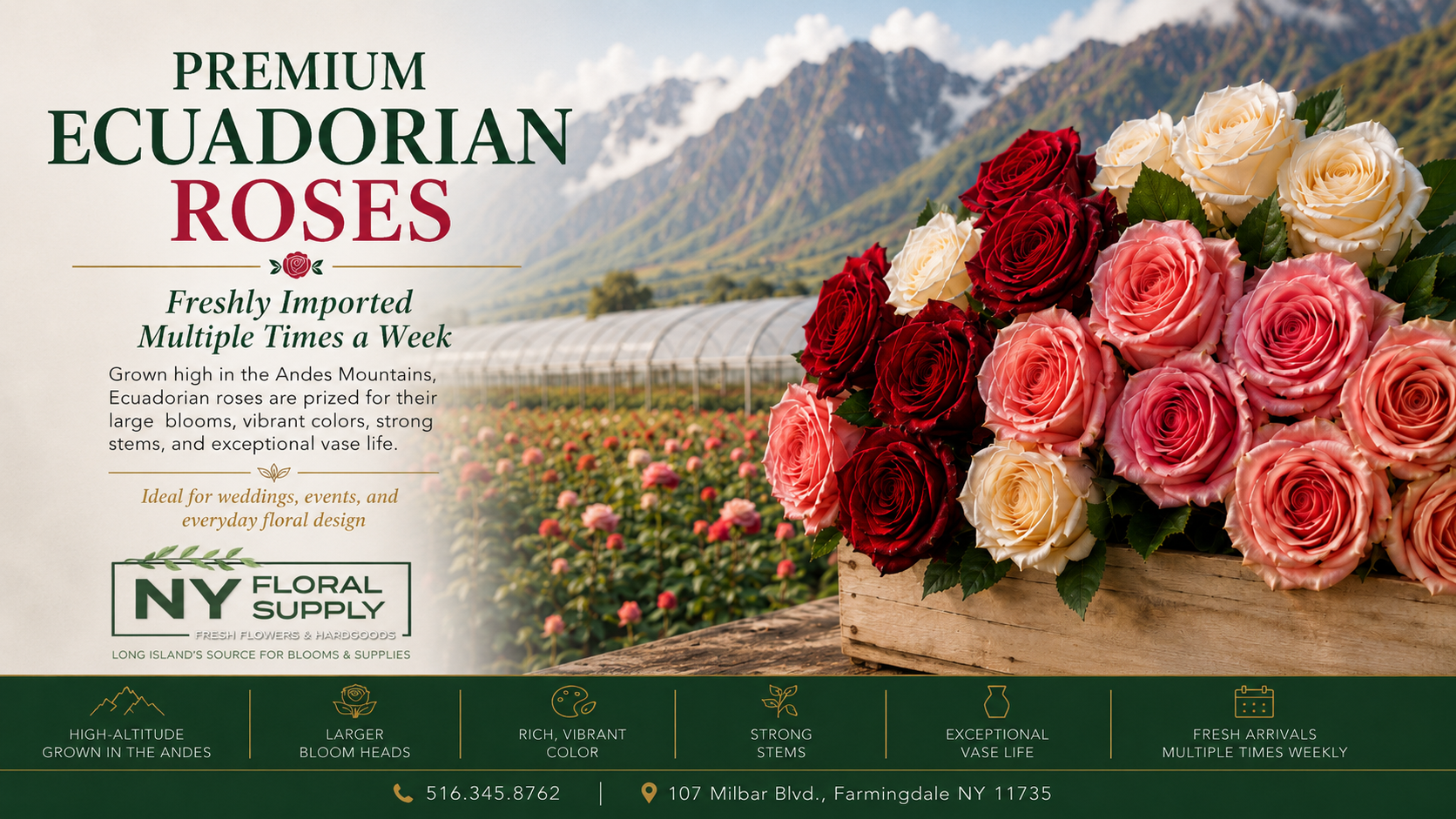 An advertisement for Premium Ecuadorian Roses featuring a large bouquet of red, white, and pink roses in a wooden crate with a mountain landscape and greenhouse in the background. The ad highlights the roses' qualities, including high-altitude growth, vibrant colors, strong stems, and vase life. It provides contact information and location in Farmingdale, NY.