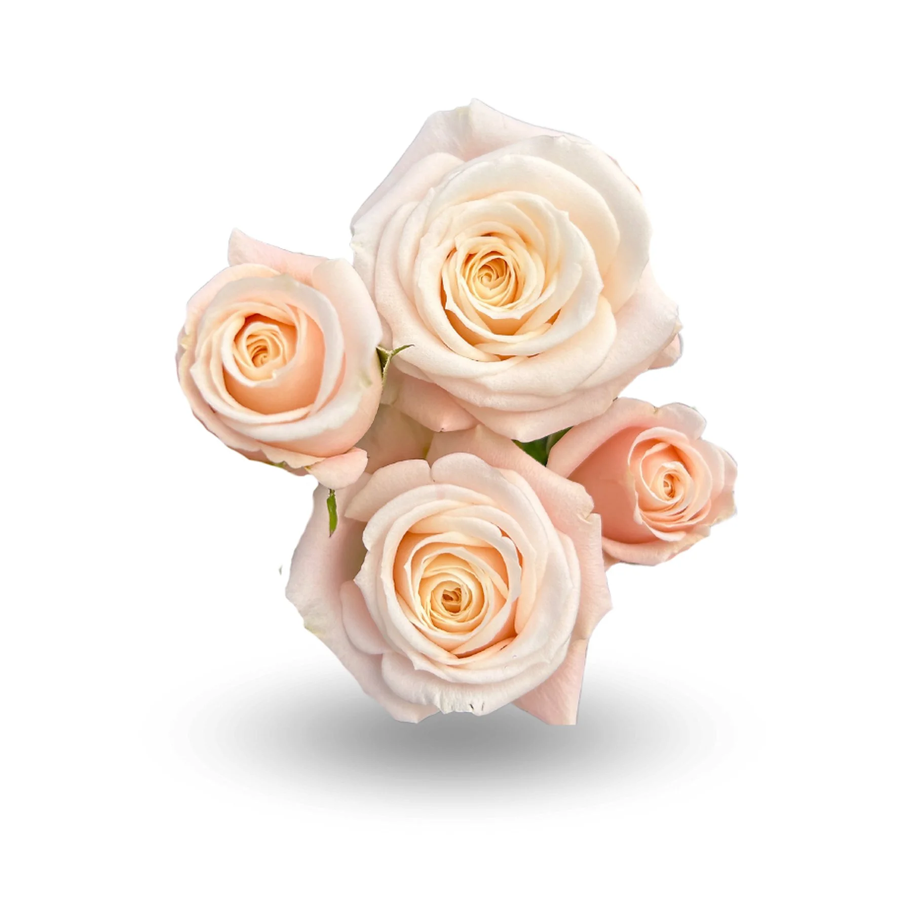A hand holding a bouquet of light pink and cream-colored roses against a white background.