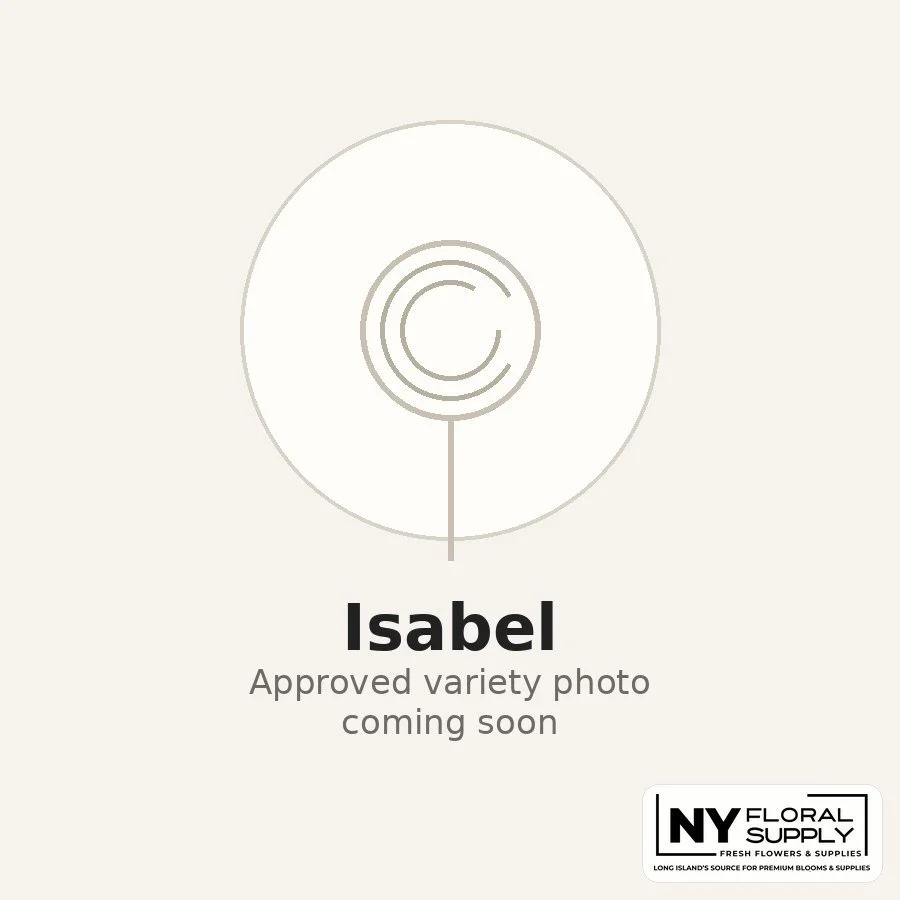 isabel.jpg