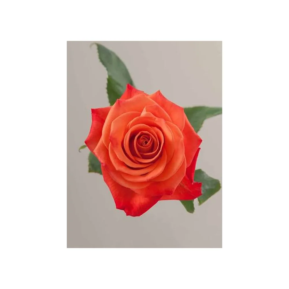 Orange Crush rose