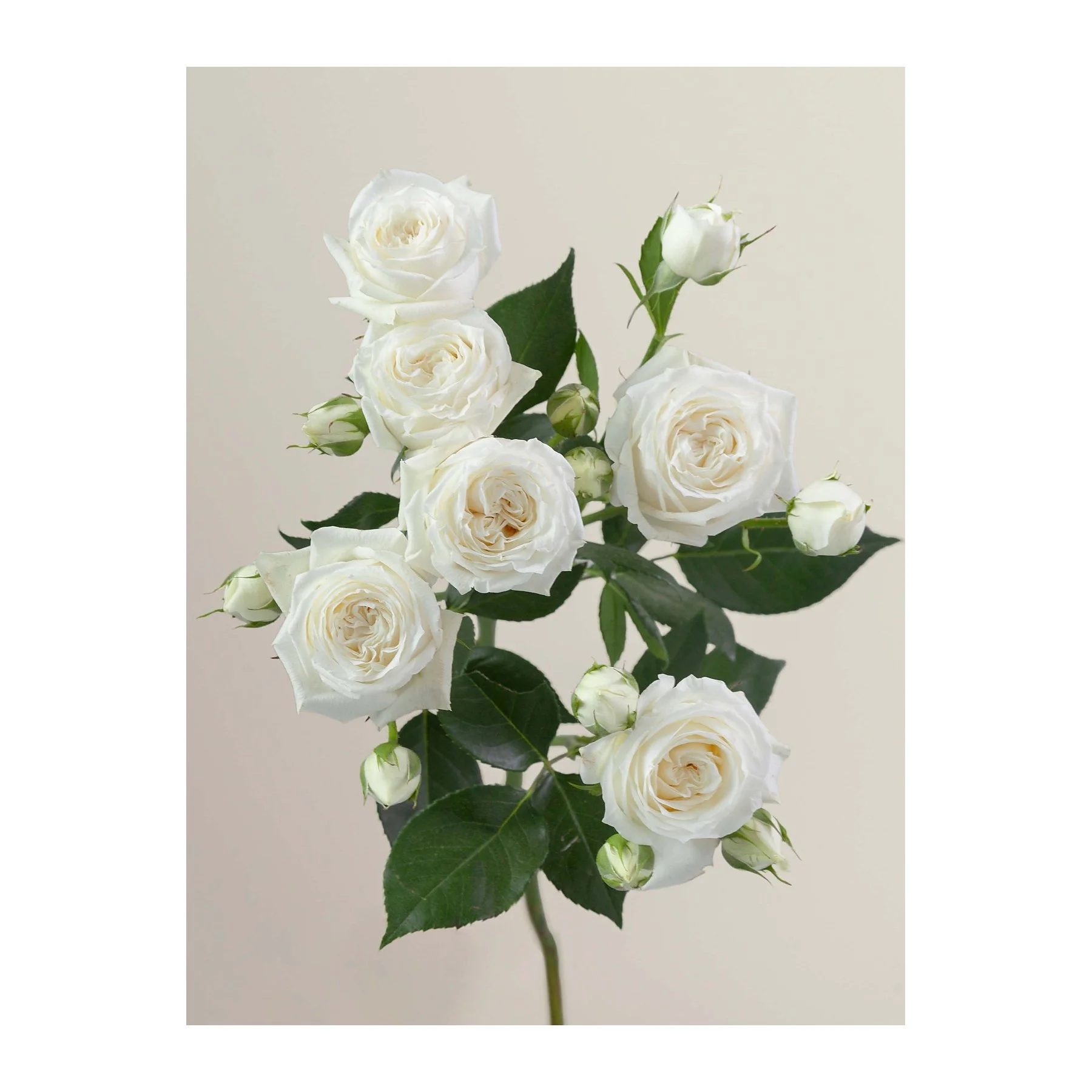 A bouquet of white roses with green leaves against a plain background.