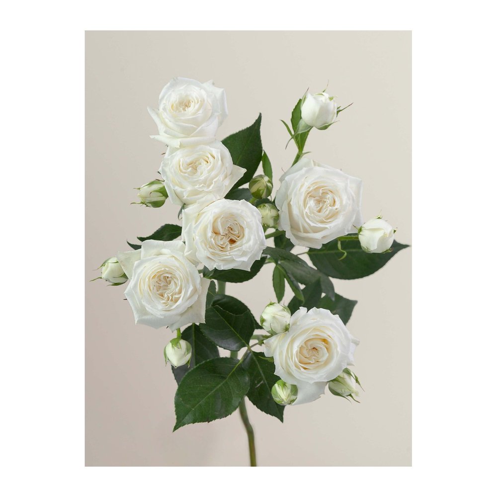 Bliss Storm rose