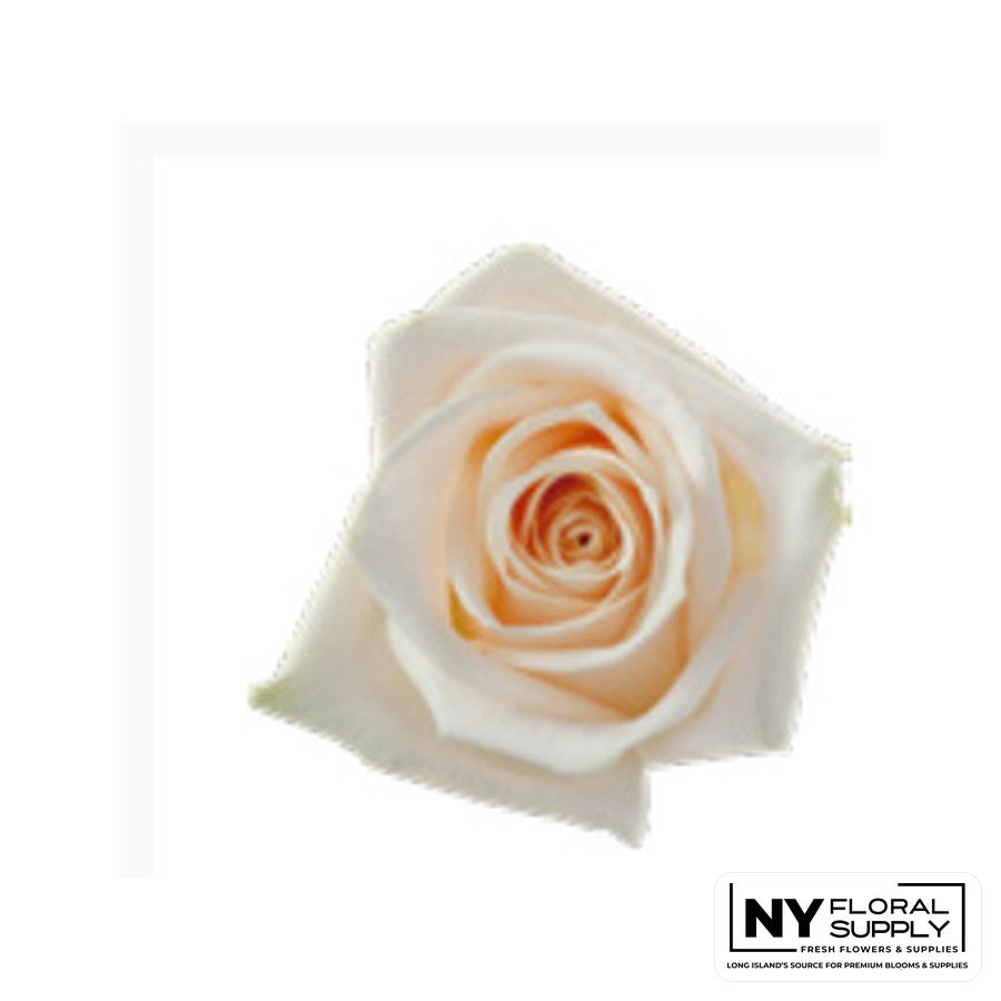 Soul rose