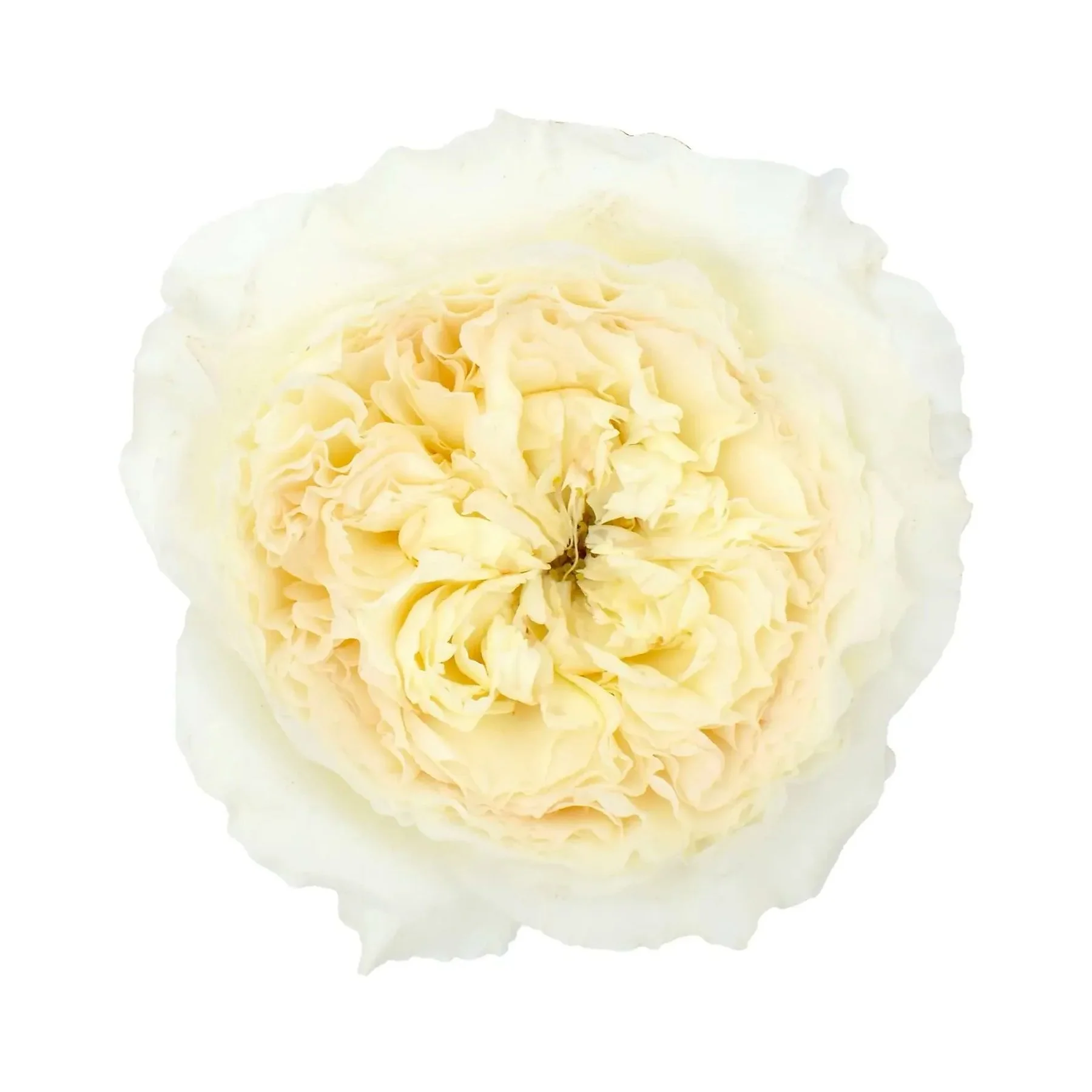 Close-up of a white cauliflower floret on a white background.