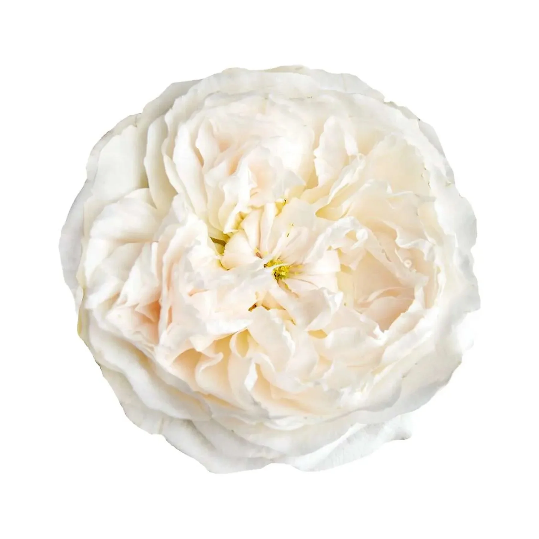 A close-up image of a white peony flower with layered petals and yellow stamens at the center, set against a plain white background.