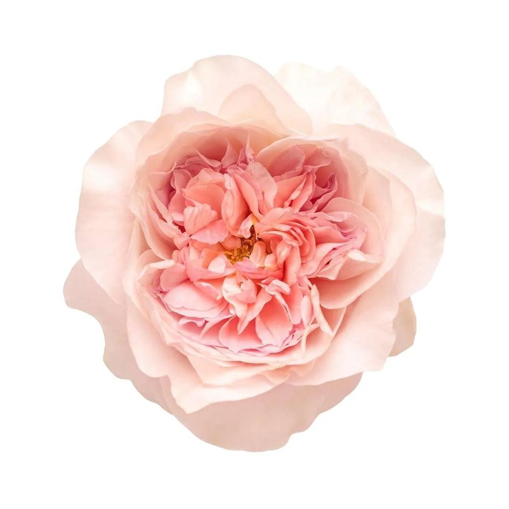 Ariadne rose