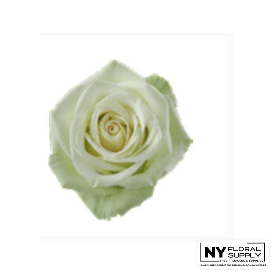 Green Tea rose