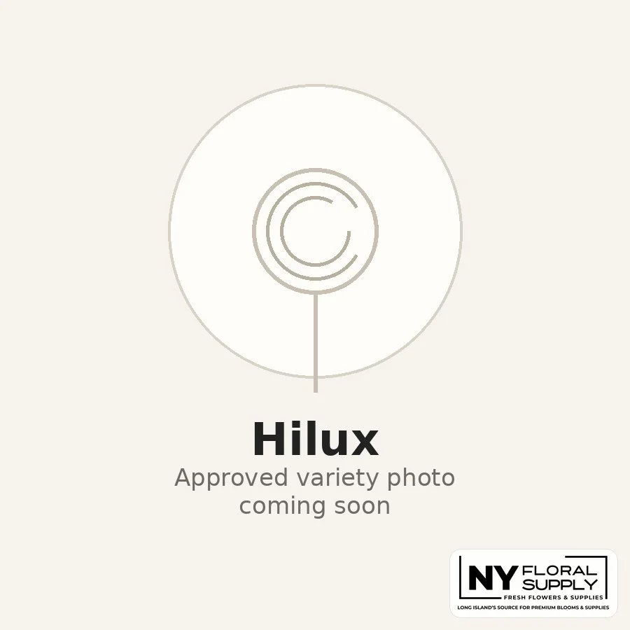 hilux.jpg