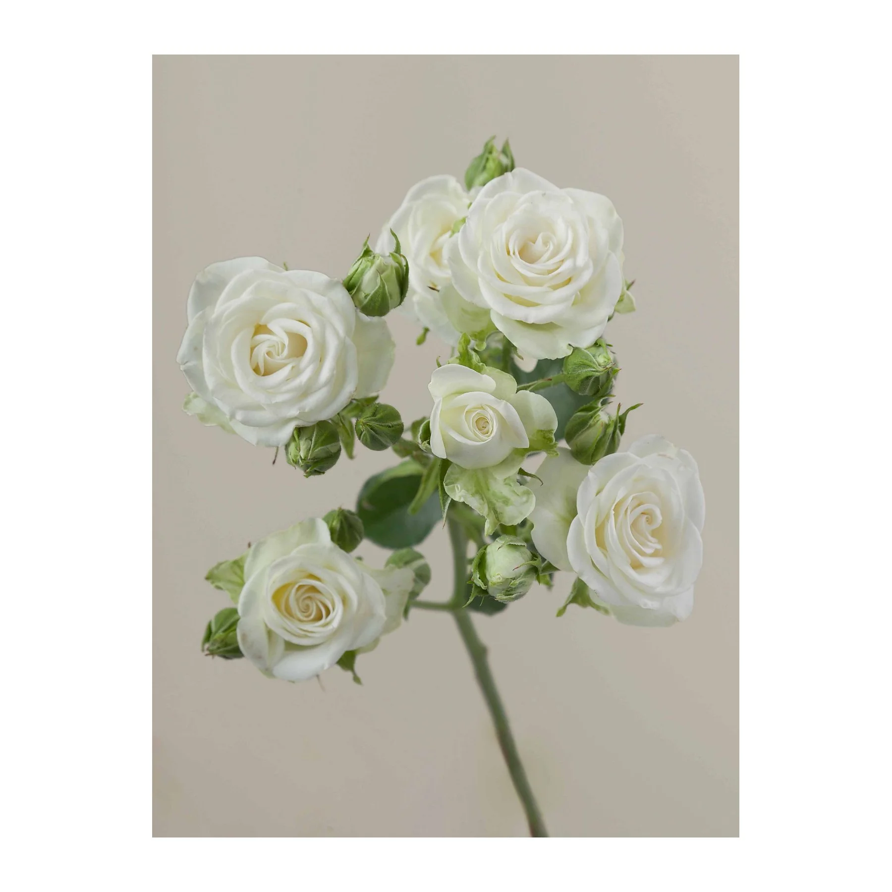 A stem of white roses with multiple blossoms and buds against a neutral background.