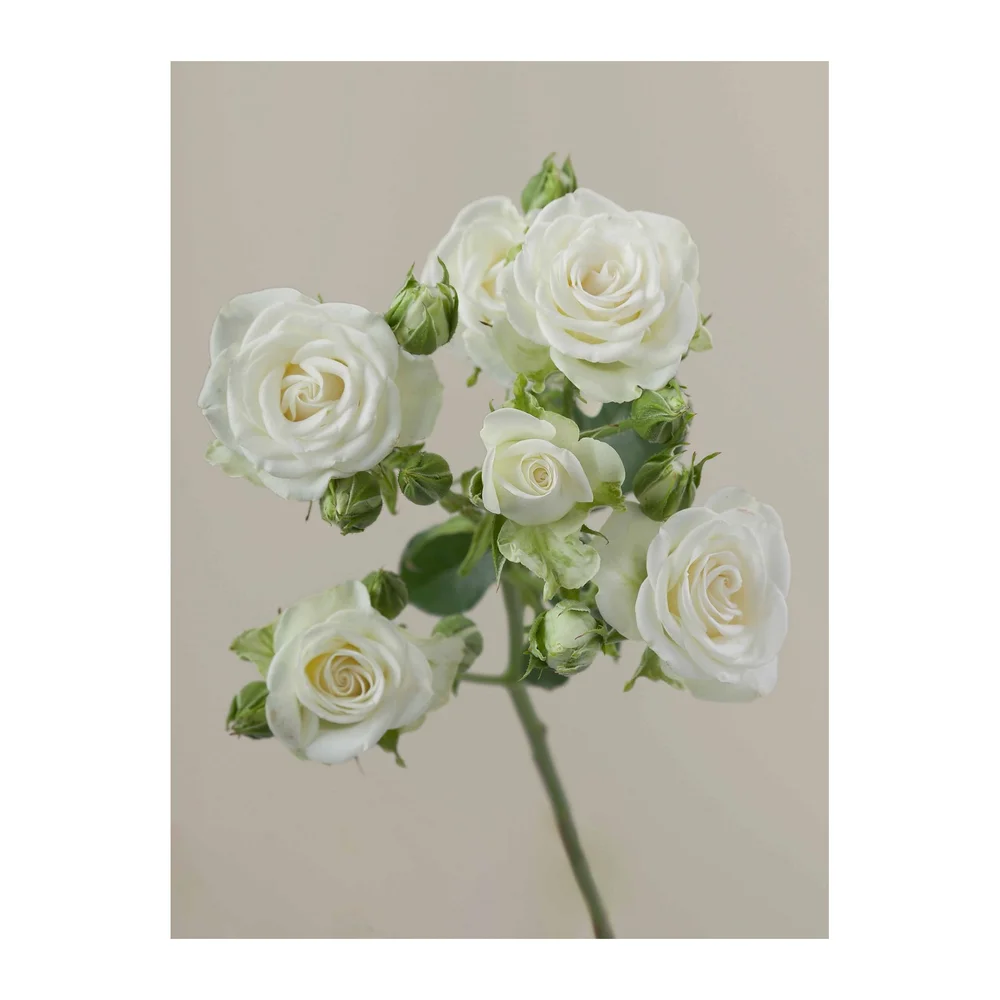 Snowflake Spray rose