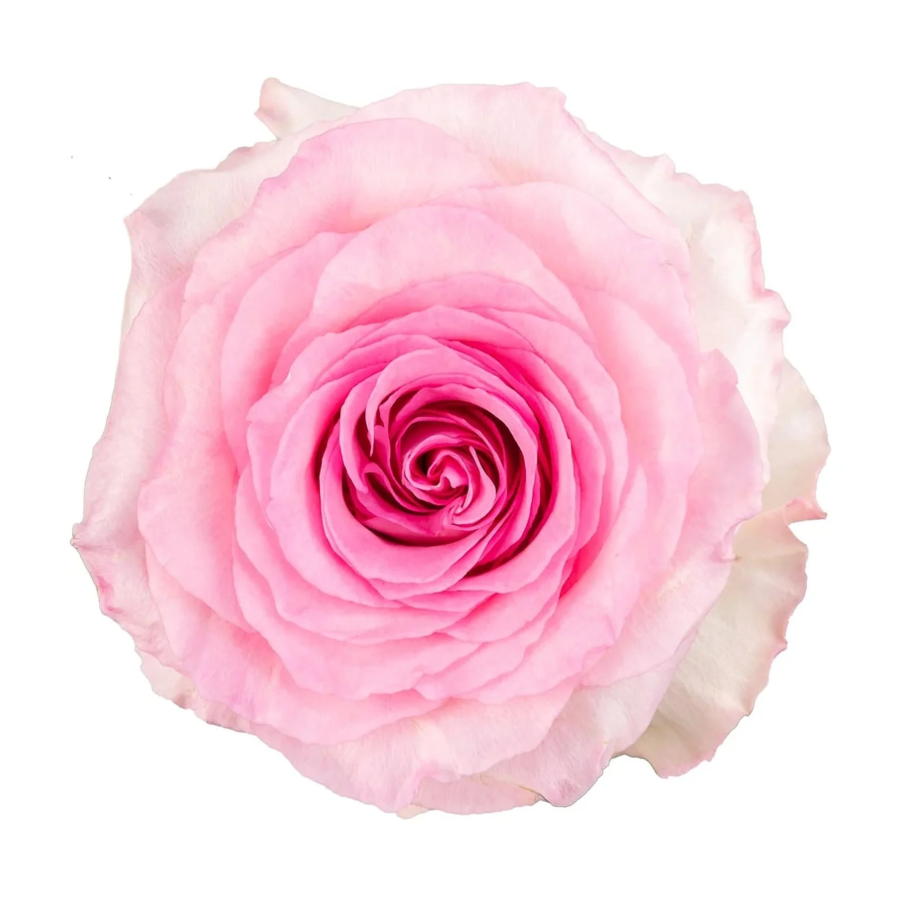 Close-up of a pink rose with detailed petals on a white background.