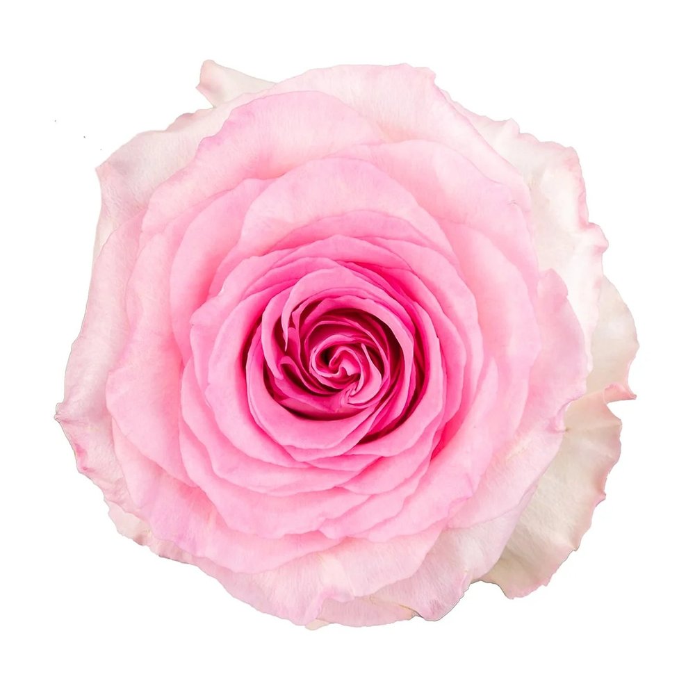 Mandala rose