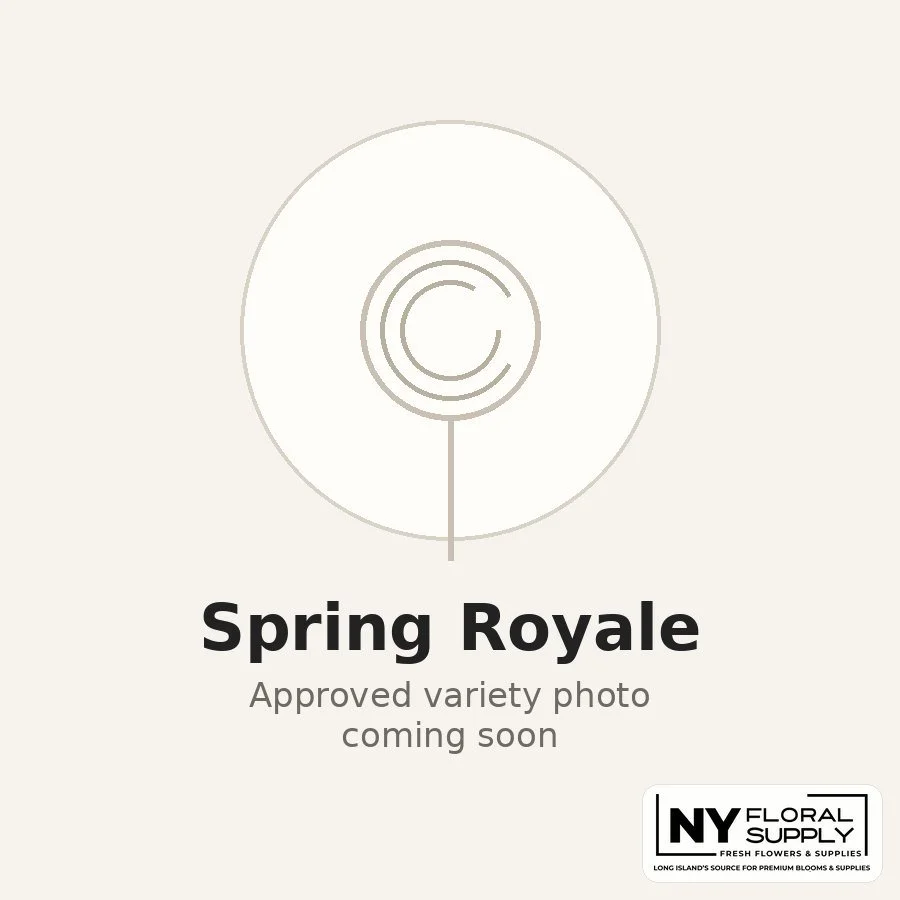 spring-royale.jpg