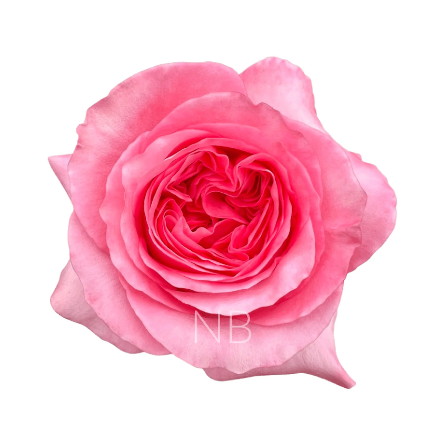 Close-up of a pink rose flower with detailed petals on a white background.