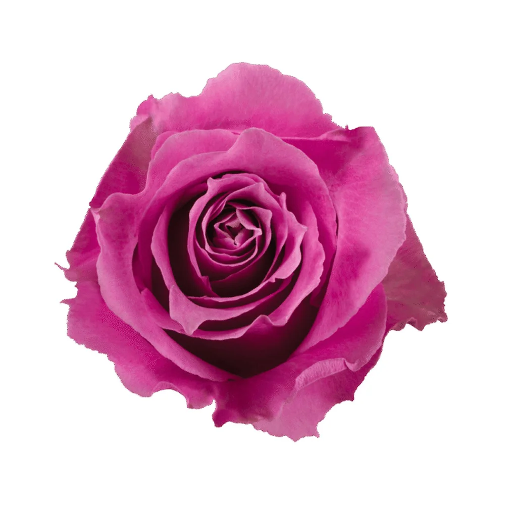 Breathless rose