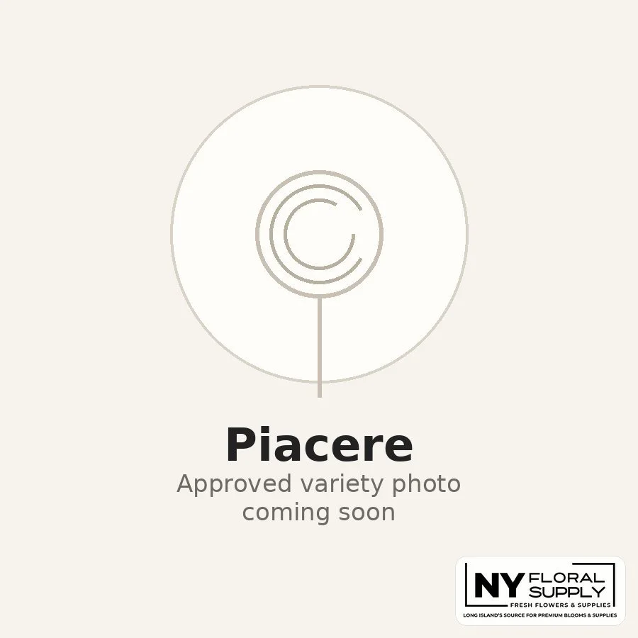 piacere.jpg