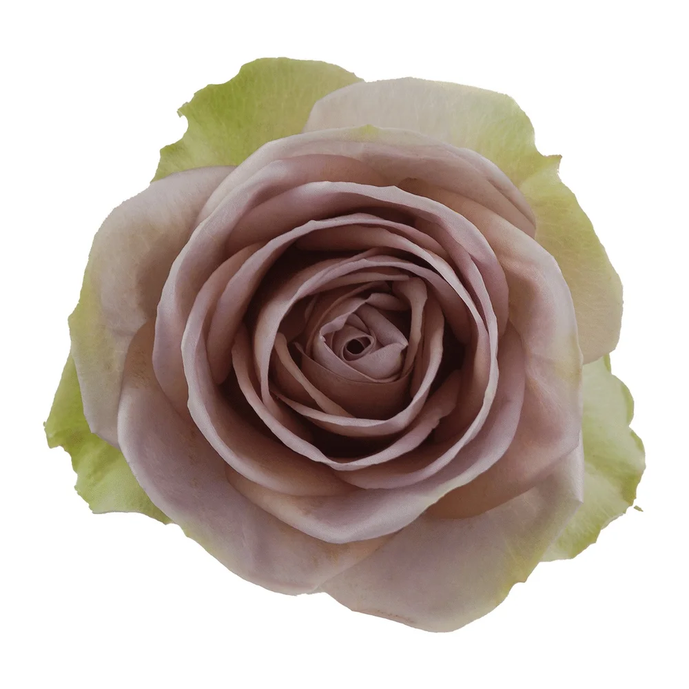 Piacere rose